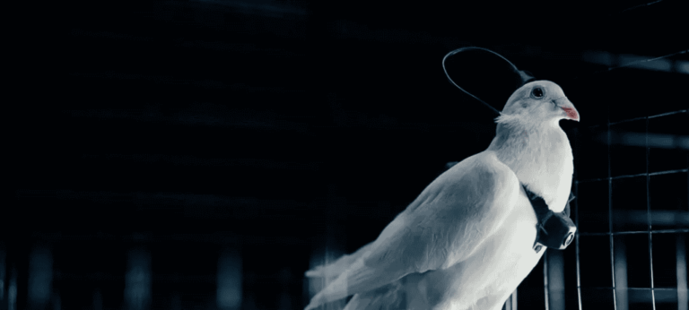 Startup russa converte pombos em “biodrones”.