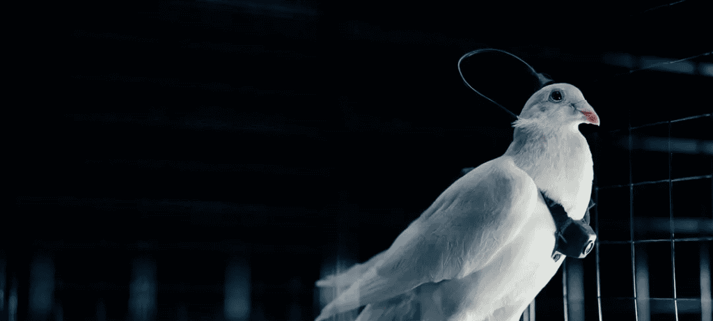 Startup russa converte pombos em “biodrones” com implantes cerebrais - Imagem do artigo